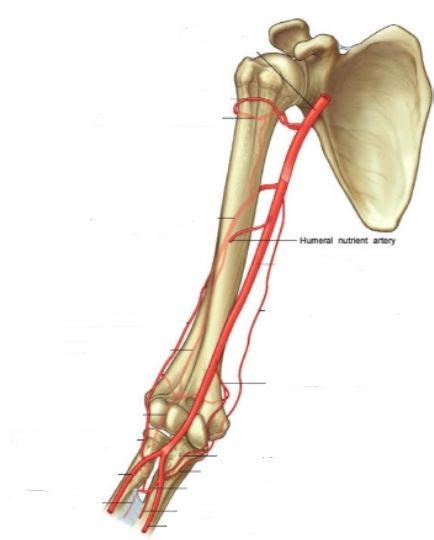 Humeral Shaft Nonunion Trauma Orthobullets