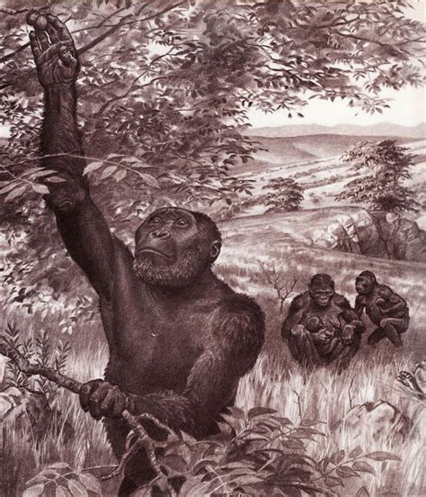 Paranthropus Robustus By Jay Matternes
