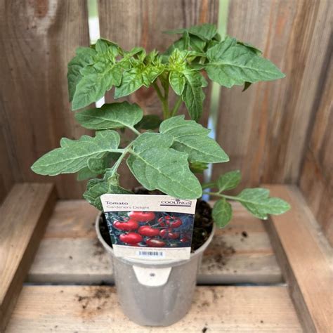 Tomato Gardeners Delight 9cm Pot Coolings Garden Centre