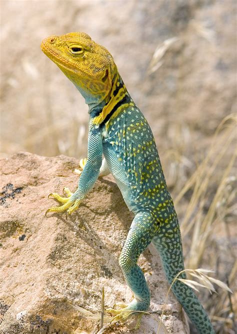 Nature Animals Animals And Pets Cute Animals Geckos Reptiles And