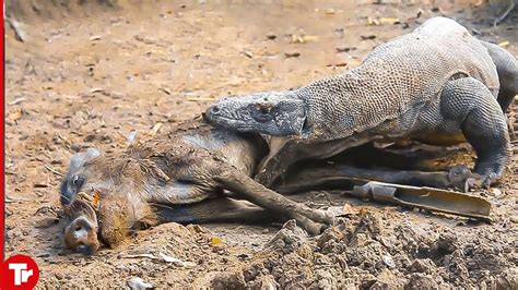 10 Times The Komodo Dragon Swallowed Alive Animals Youtube