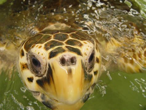 Sea Turtle Adaptations Sea Turtle Exploration