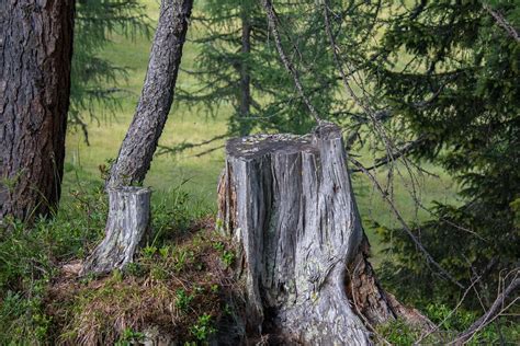 Forest Tree Stump Moss Free Photo On Pixabay Pixabay