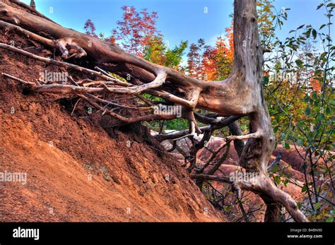 Dry Tree Roots Stock Photo Alamy