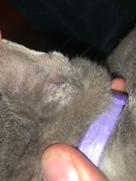 Help My 11 Week Year Old Kitten Has These Scabs Around His Body Cathelp