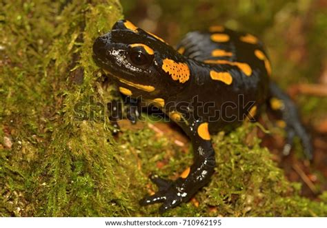 Fire Salamander Salamandra Salamandra Possibly Bestknown Stock Photo