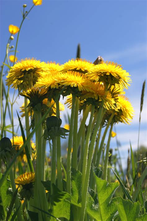 Free Images Nature Sky Field Meadow Dandelion Prairie Flower