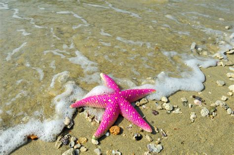 Purple Starfish Beach Tumblr Sea World Starfish Seashells Beach