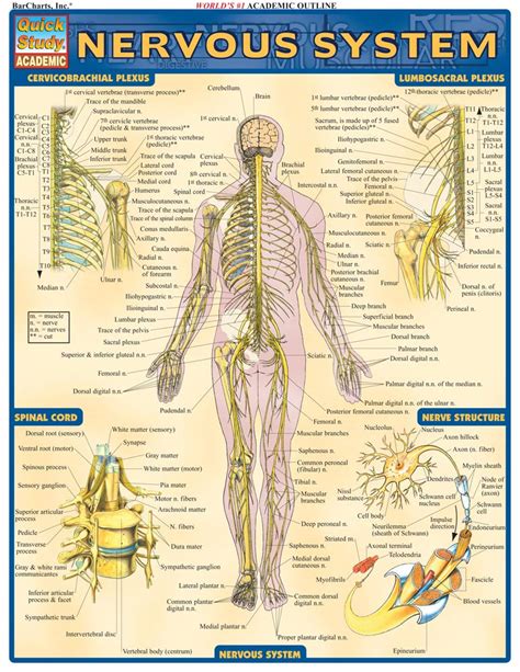 Diagram of the human nervous system (infographic). Nervous System Diagram - Nervous system:sendes information to the brain/takes brains orders to ...