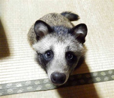 Rescued Raccoon Dog Is An Adorable Japanese Pet The Internet Is In Love