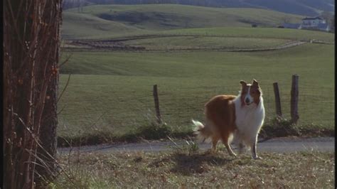Lassie 1994 90s Films Image 23523111 Fanpop