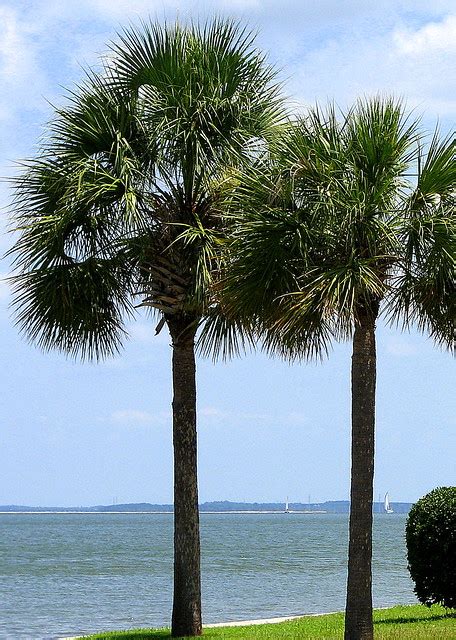 Palmetto Trees The State Tree Of South Carolina July 2009 By