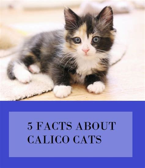 5 Facts About Calico Cats Calico Cat Cat Facts Cats