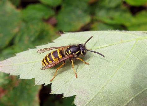 Common Wasp Gedling Conservation Trust Nottingham