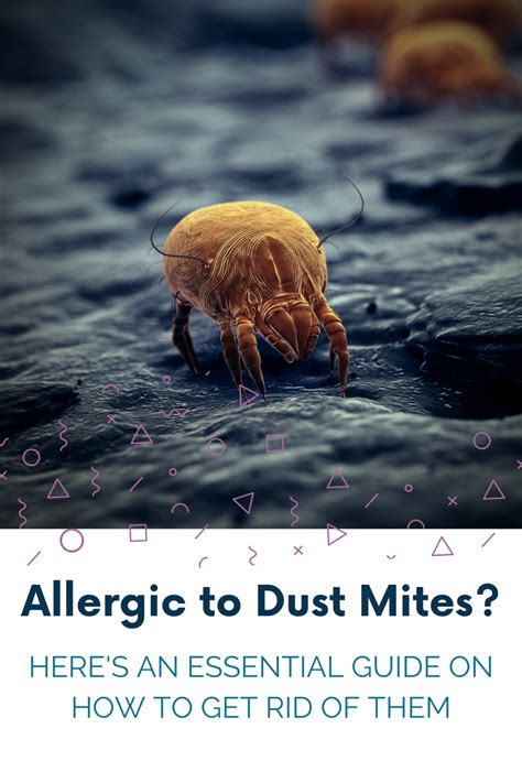 Dust Allergy Remedies Allergy Relief Skin Allergies Food Allergies