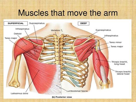 Ppt Axial Muscles Powerpoint Presentation Free Download Id3093680