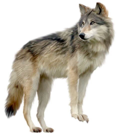 Download High Quality Wolf Clipart Realistic Transparent Png Images