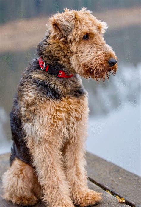 Airedale Terrier Curly Pets Lovers