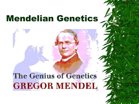 Ppt Mendelian Genetics Powerpoint Presentation Free Download Id5779281