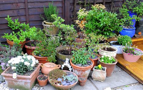 Container Gardening Celebrate Urban Birds