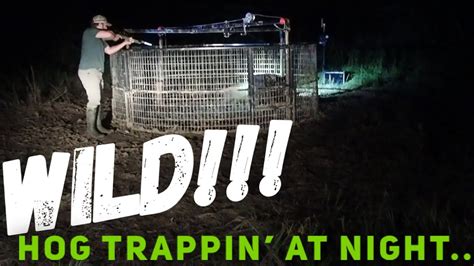 Wild Hog Trapping 😲😲😲at Night Youtube