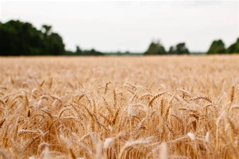 Australias November Wheat Exports At T Down Pc Over Month Grain Central