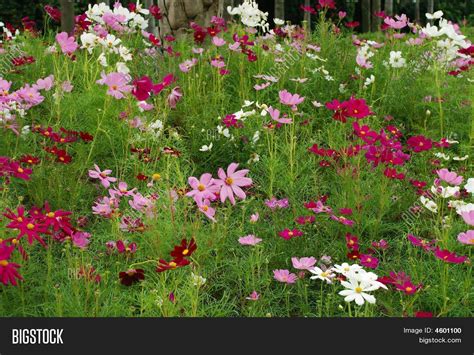 Cosmos Flower Garden Image And Photo Free Trial Bigstock