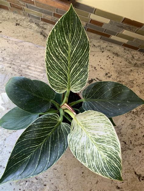 Philodendrons Plant Care And Collection Of Varieties