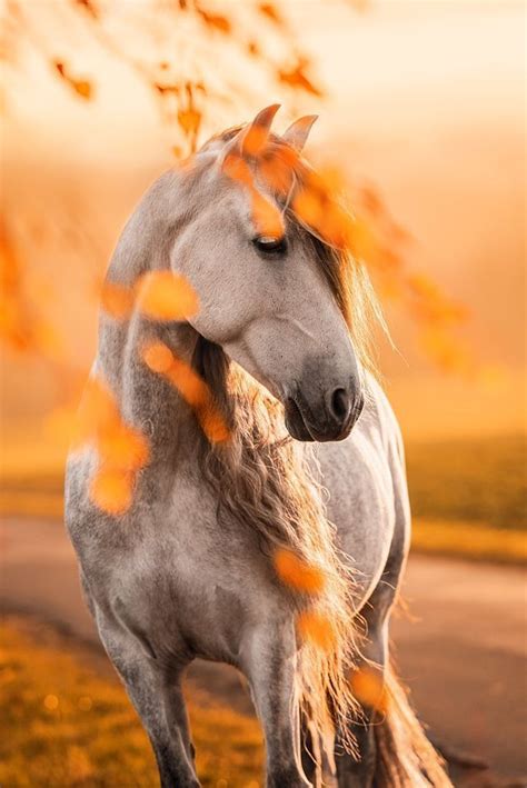 For The Love Of Horses Photo Cute Horse Pictures Beautiful Horses