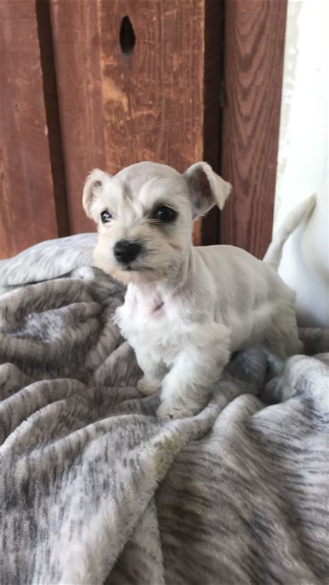 Puppy has been raised in the home, wormed regular weaned on to a good quality food and. Sebastian - a male Miniature Schnauzer puppy for sale in ...