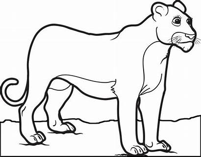 Lion Coloring Pages Female Mountain Lioness Drawing