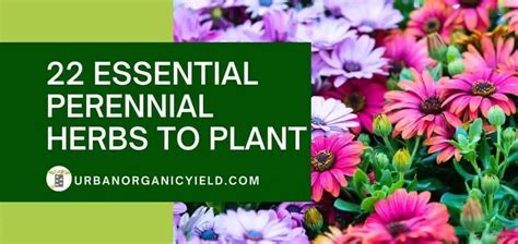 22 Essential Perennial Herbs To Plant Now And Enjoy Every Year