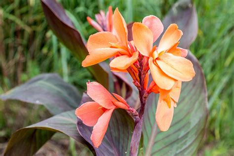 How To Grow And Care For Canna Lilies TrendRadars