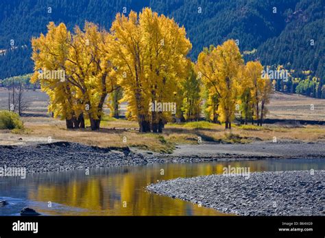 Yellowstone National Park Wy Cottonwood Trees On The Lamar River