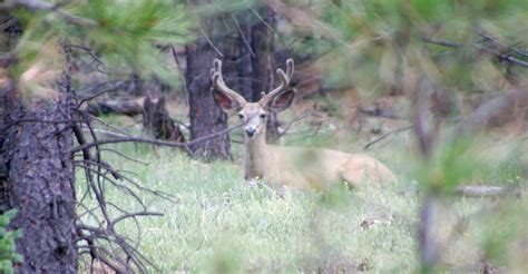 New Mexico Mule Deer Hunting Private Ranch Mule Deer Hunts Nm Private