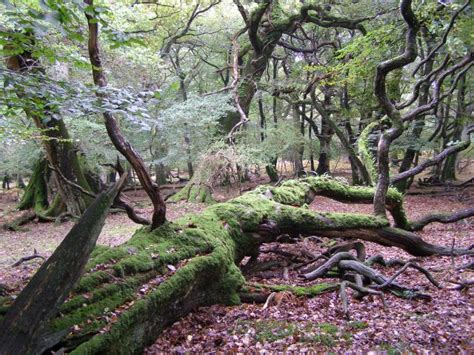 Fallen Beech Tree In Hollands Wood New © Jim Champion Cc By Sa20