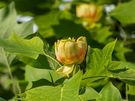 Flowering Tulip Tree Liriodendron Tulipifera Macro Shot Of Pale