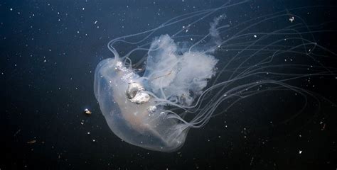 Four Surprising Facts About Chesapeake Jellyfish Chesapeake Bay