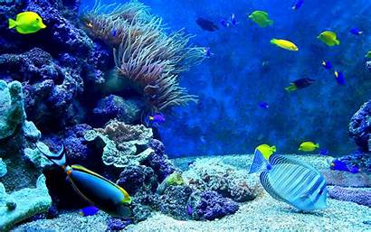 Underwater Ocean Fish Nature Sealife Fishes Sea
