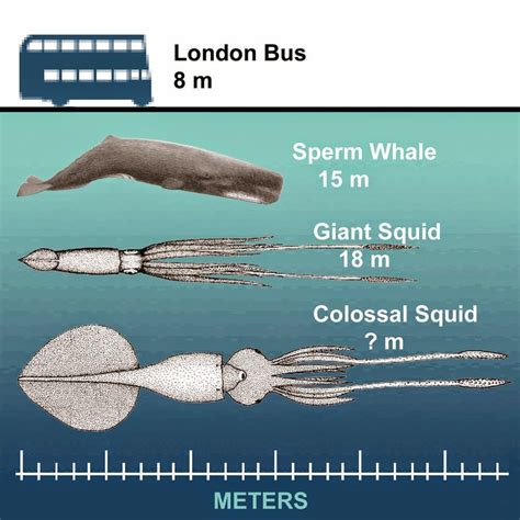 Colossal Squid Giant Squid Whale