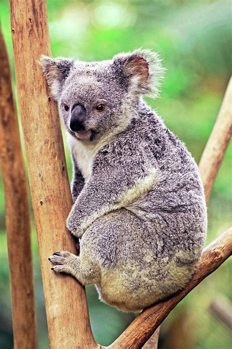 Koala In A Tree Photograph By Bildagentur Onlinemcphoto Schulz Pixels