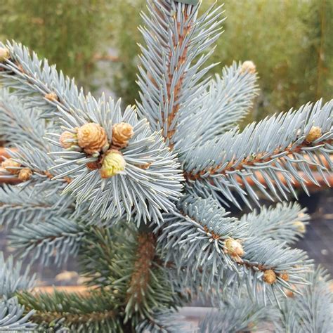 Buy Colorado Blue Spruce Christmas Trees Picea Pungens Hoopsii