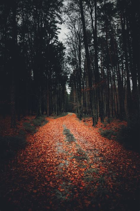 Autumn Street Pictures Download Free Images On Unsplash