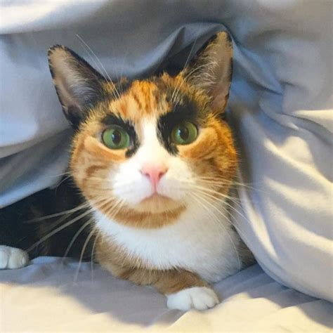 Calico Cat With Eyebrows Makes Her Look Like Shes Judging You