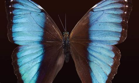 The Butterfly Effect This Theory Can Change Your Life Trade Brains