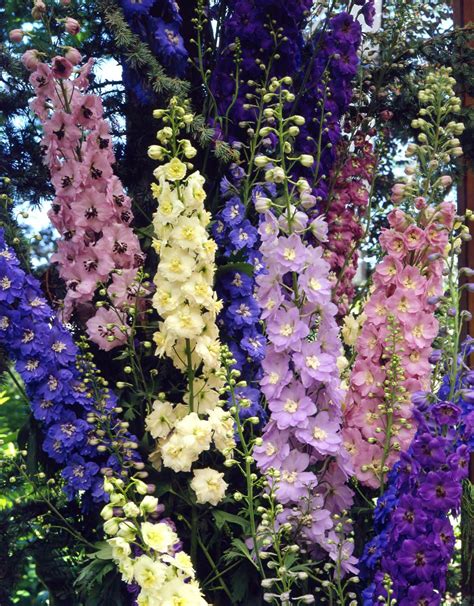 Delphiniums Are A Staple Of The Traditional Cottage Garden Look The