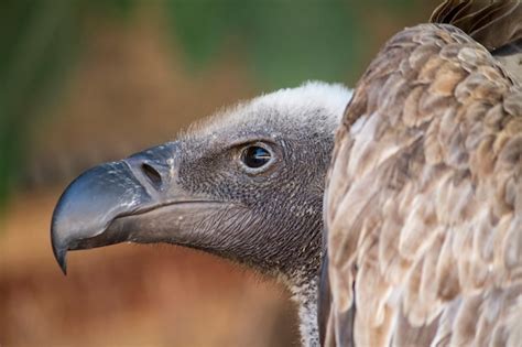 Premium Photo Close Up View Of A Griffon Vulture Gyps Fulvus Bird