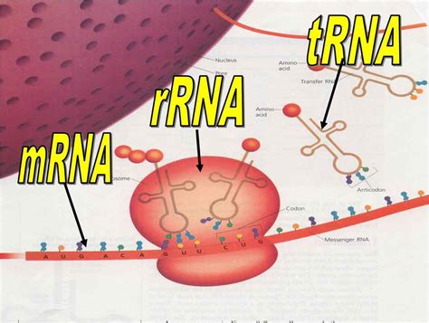 The bursts of mrna expression can be buffered at the protein level by slow protein degradation rates. Protein Synthesis: Machinery and Mechanism of Protein ...
