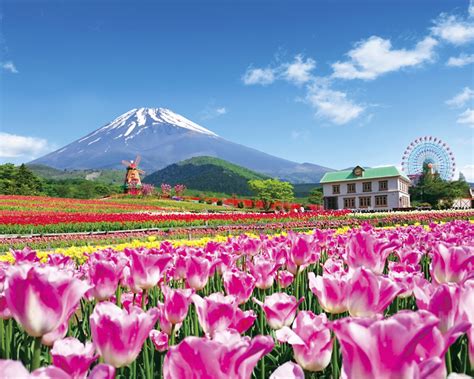 富士山周辺の必ず行くべき王道観光スポットで丸1日過ごそう！｜静岡新聞sbs アットエス