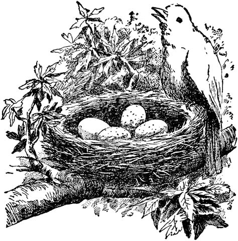 Bird And Nest Clipart Drawings Bird Sketch Bird Nest Painting